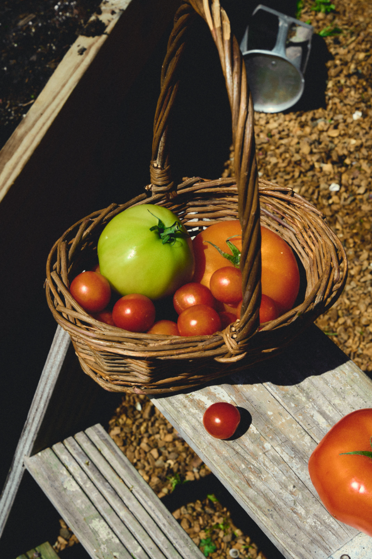 TENNESSEE TOMATO CANDLE - Magpies Paducah