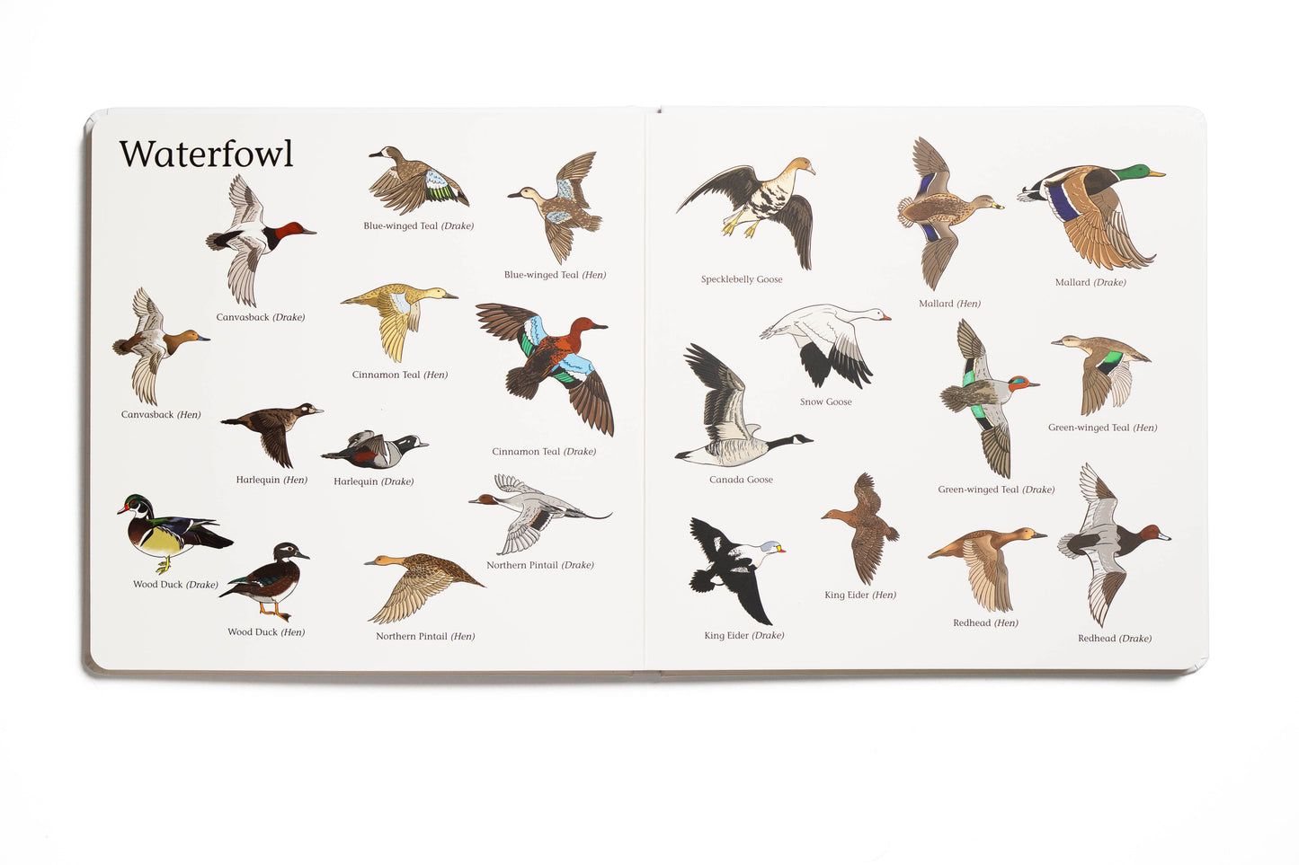 The Big Book of Hunting - Magpies Paducah