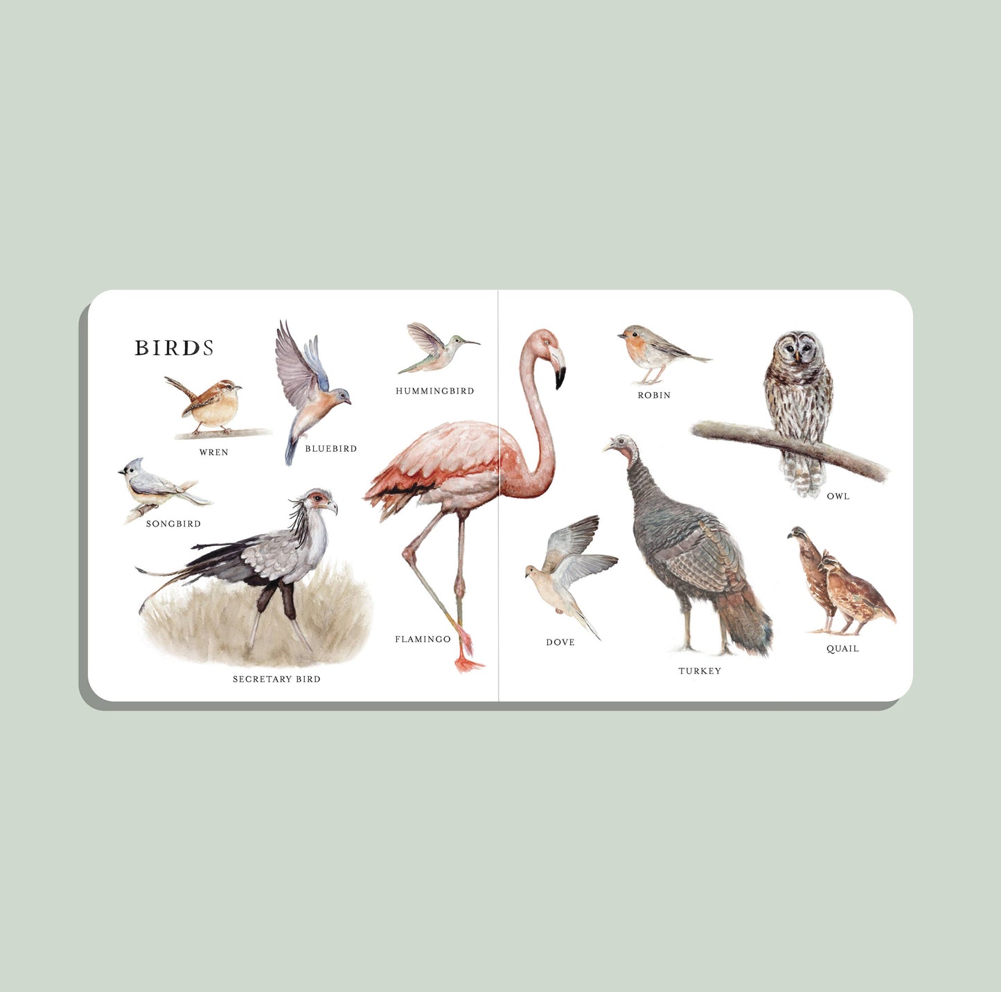 Our Big Book of Animals (Board Book) - Magpies Paducah