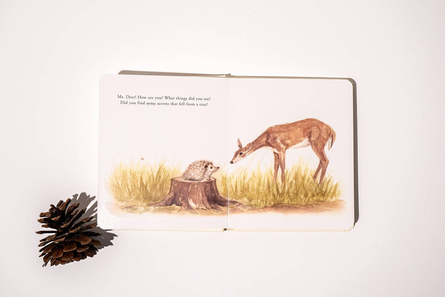 Our Little Adventures Board Book Box Set - Magpies Paducah