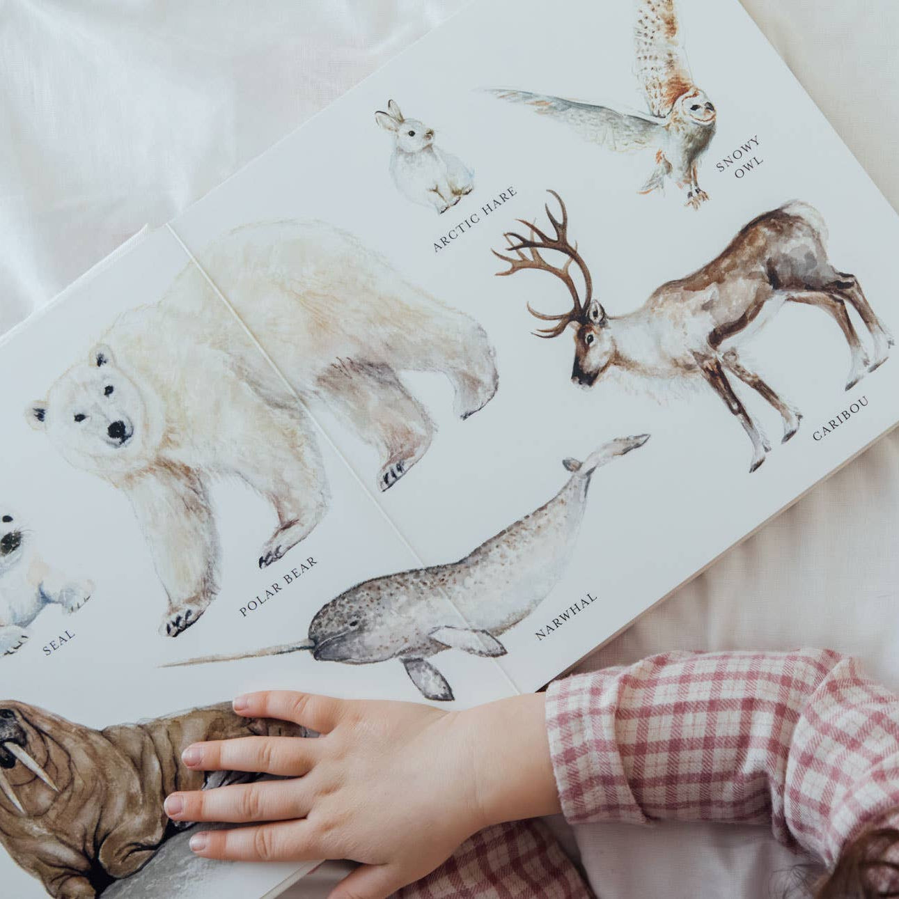 Our Big Book of Animals (Board Book) - Magpies Paducah